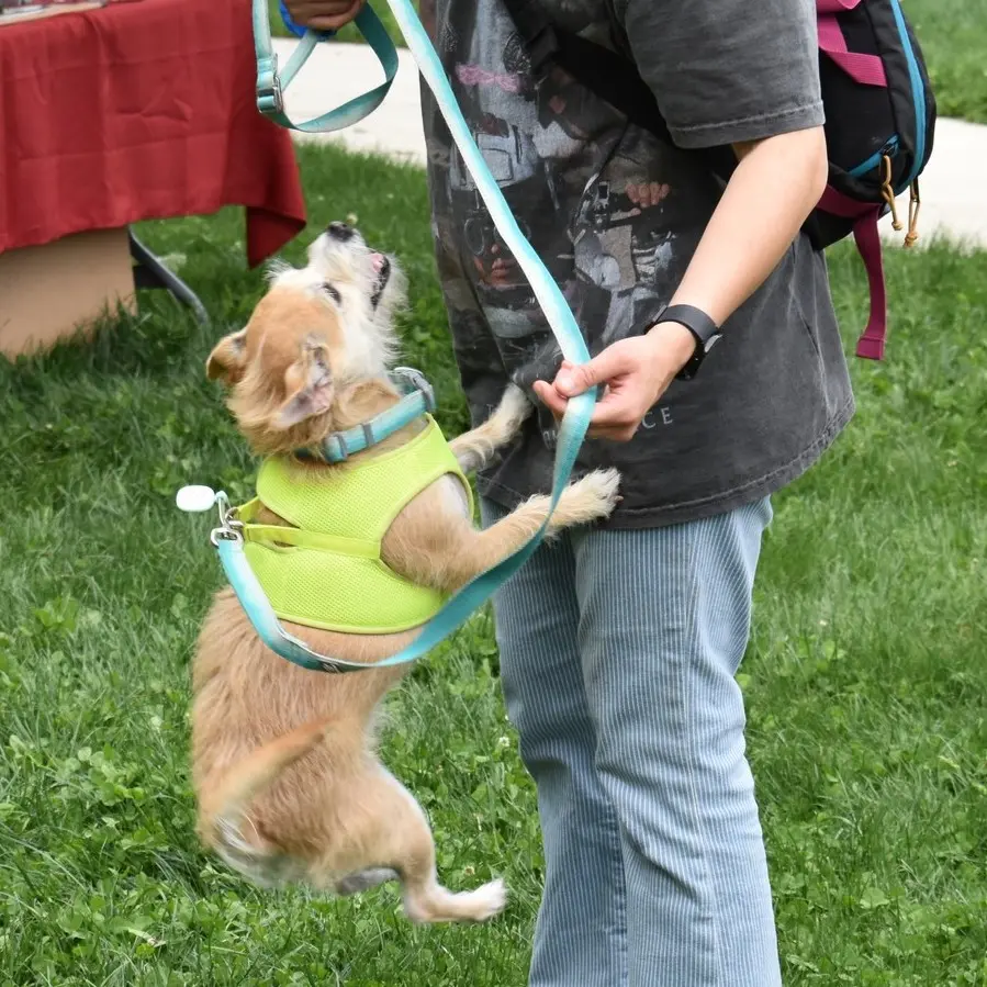 A dog jumping in the air at Mutt Strut